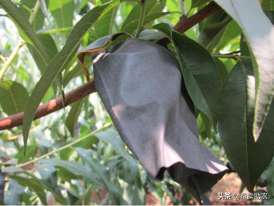 中国蜜桃,中国水蜜桃之乡阳山水蜜桃