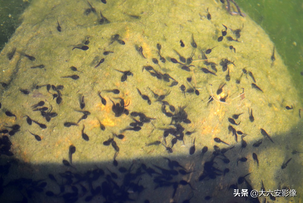 惊蛰到万物生儿歌,惊蛰到春雷响大地万物齐生长儿歌