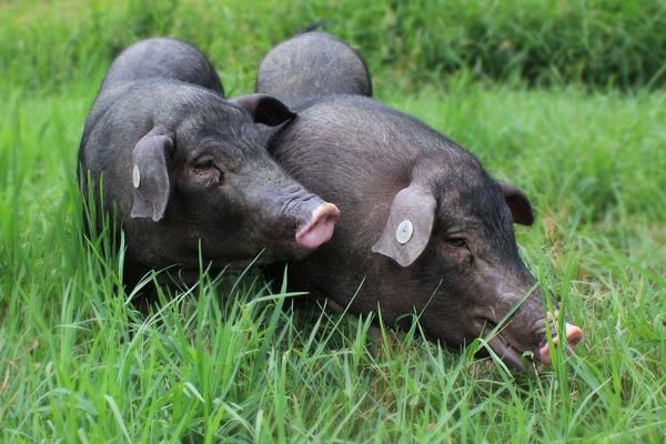 抛弃“铁饭碗”，养猪年入18亿，解密北大才子的另类创业路