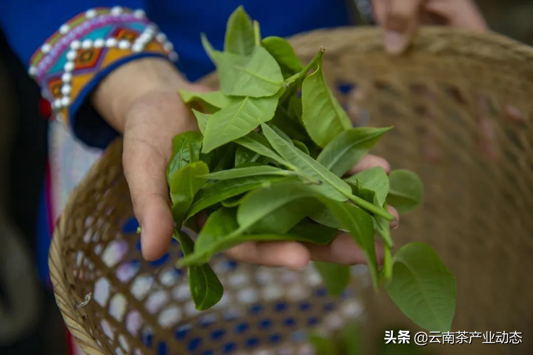 谷雨茶是什么,谷雨茶是什么用处的茶