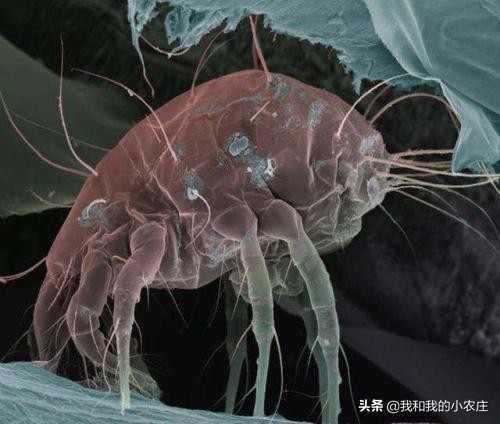 羔羊被蜱虫咬了怎么办,羔羊20天有螨虫怎么治