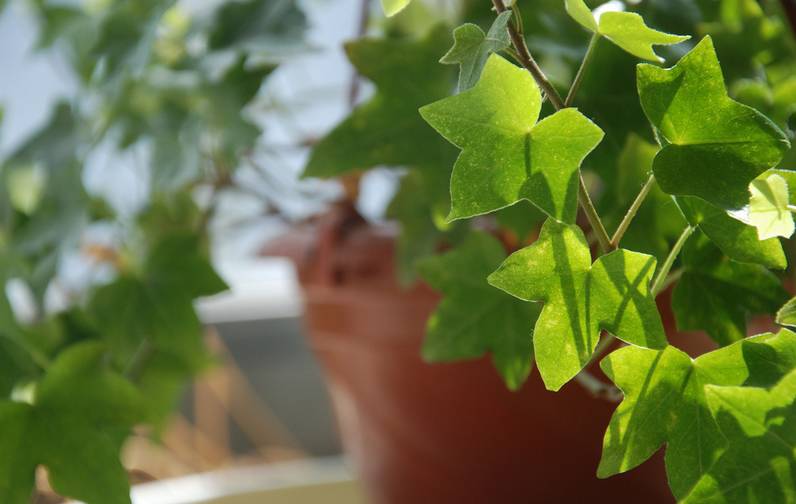 养花新手老养死花,献给那些总把花养死的人