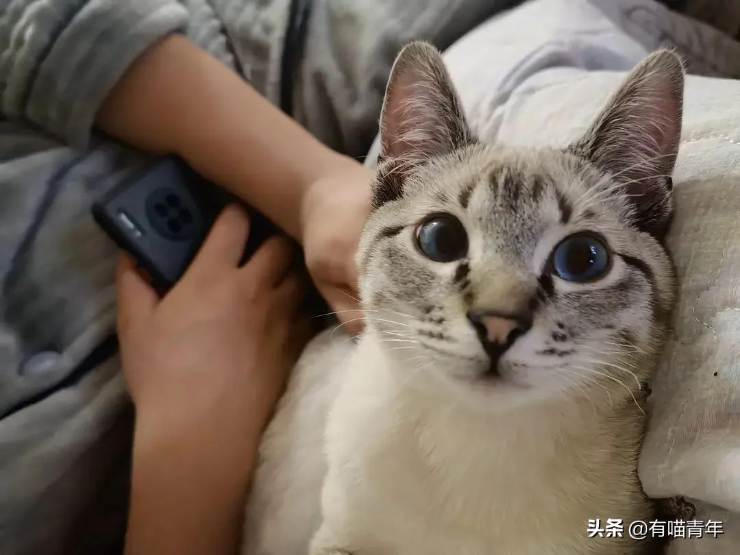 橘猫为什么是魔鬼,橘猫的恐怖之处