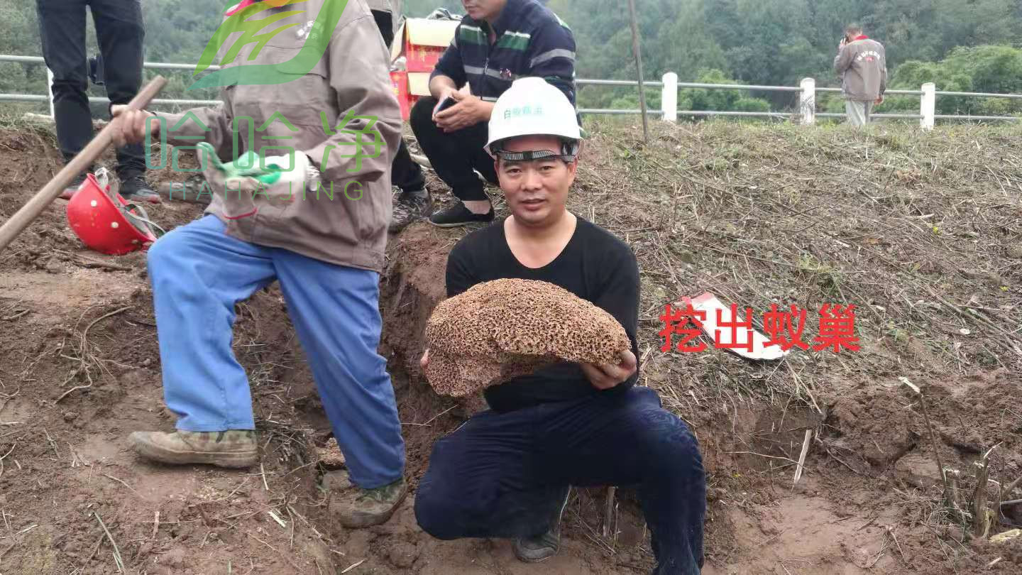 重庆灭白蚁服务找哪家,重庆白蚁防治费收费标准