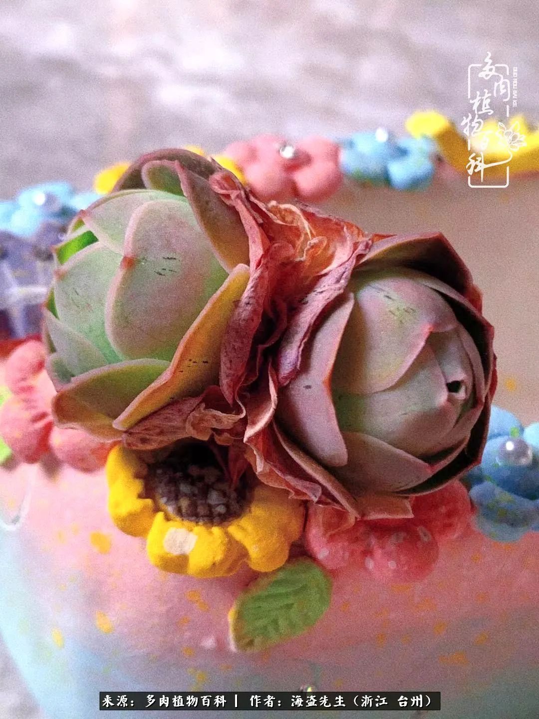 山地玫瑰养护顺口溜,山地玫瑰的养护种植注意事项视频