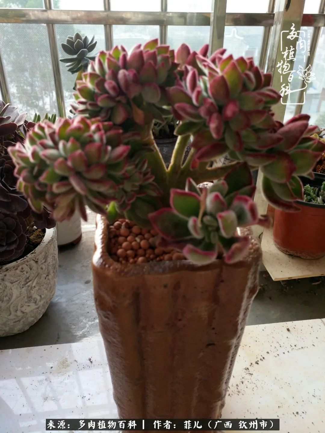 多肉相伴的感悟,与多肉为伴的时光真的很美好