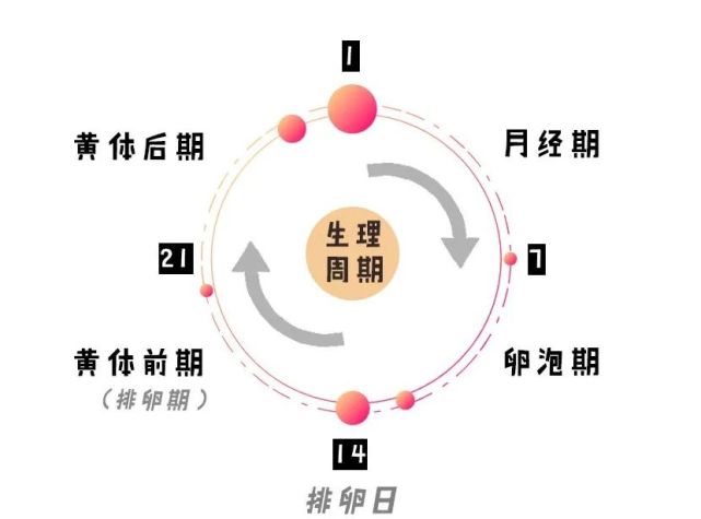 生理期是不是减肥福利期?姨妈期利用好能月瘦10斤?