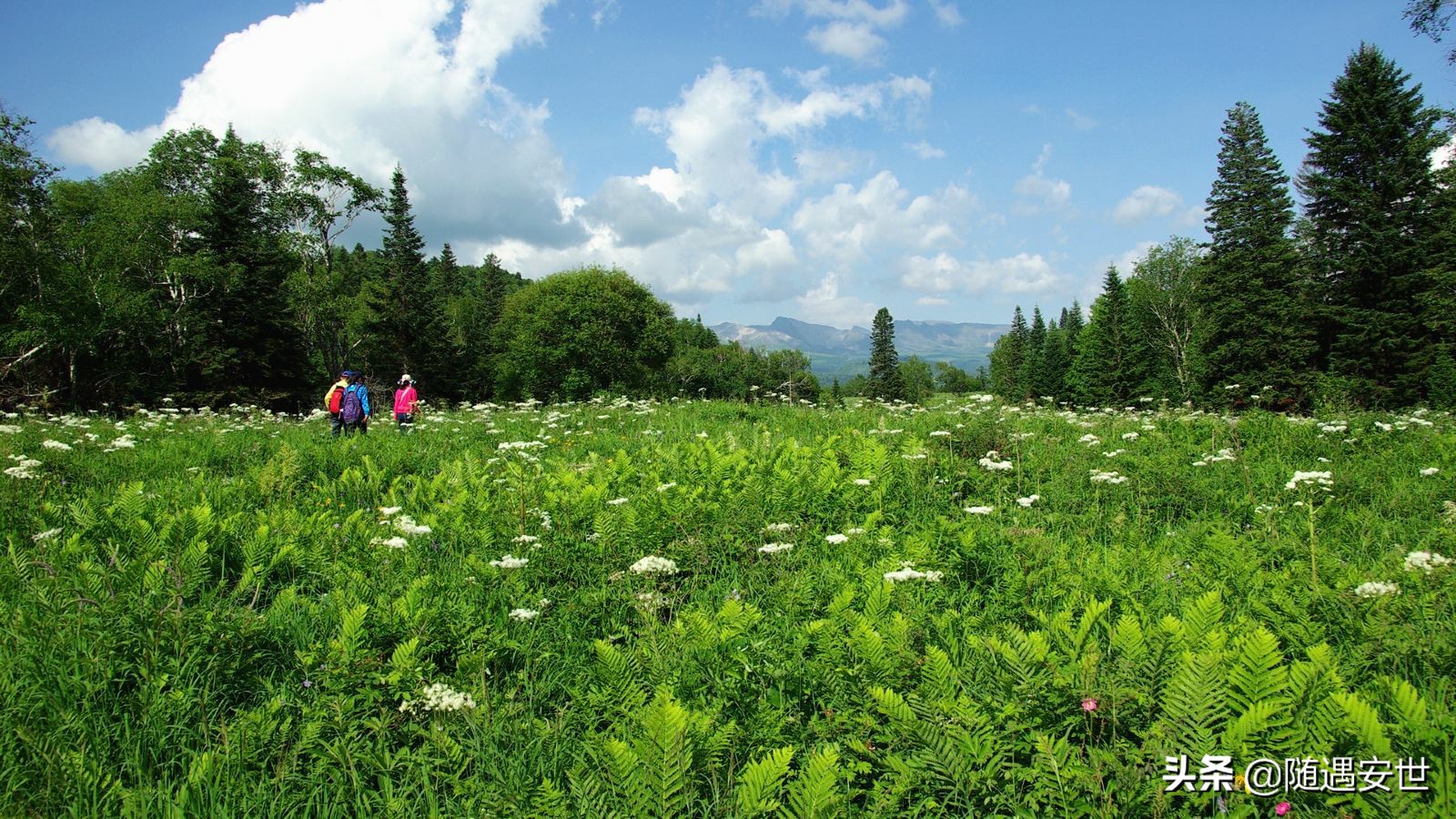 长白山西坡和北坡看天池区别,长白山北坡和西坡哪个能看全天池