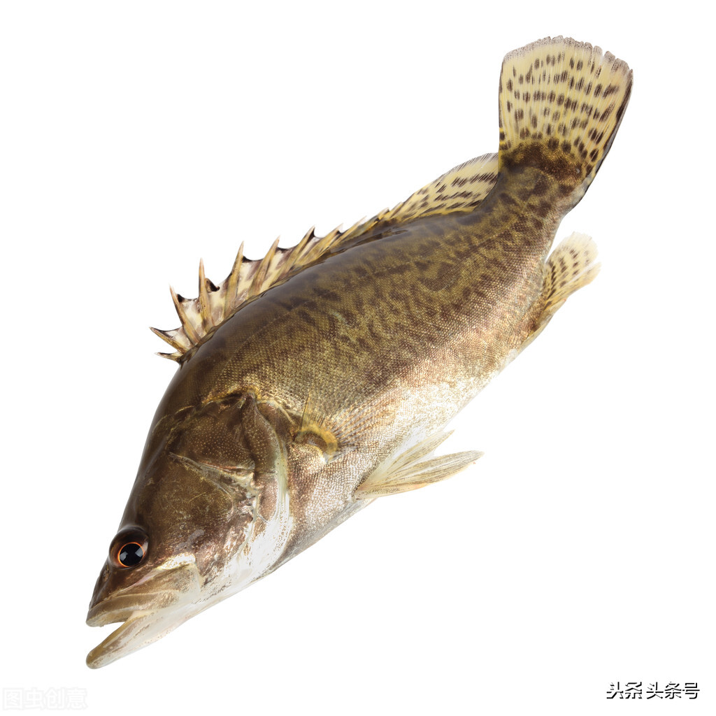 钓海鱼哪些鱼会伤人,钓鱼主动刺鱼与被动刺鱼