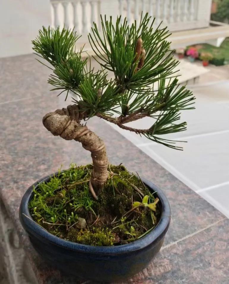 沈阳大东北花卉批发市场地址,沈阳大北花卉市场