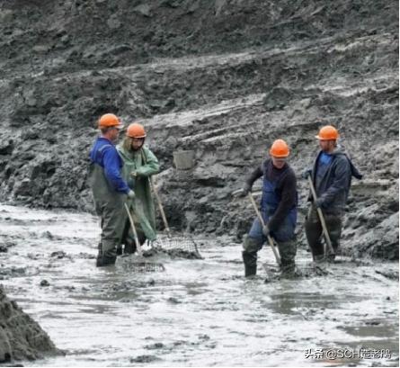 关于琥珀形成的资料,琥珀的种类及介绍