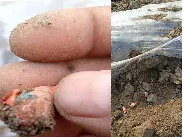 花生壮苗开花结果多,花生弱苗喷什么能壮苗