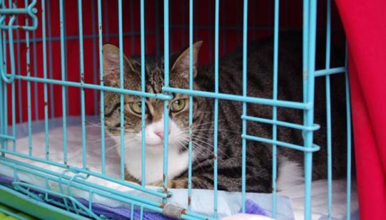 刚到家的小猫咪挠东西怎么办啊,新到家猫咪抓挠床怎么办