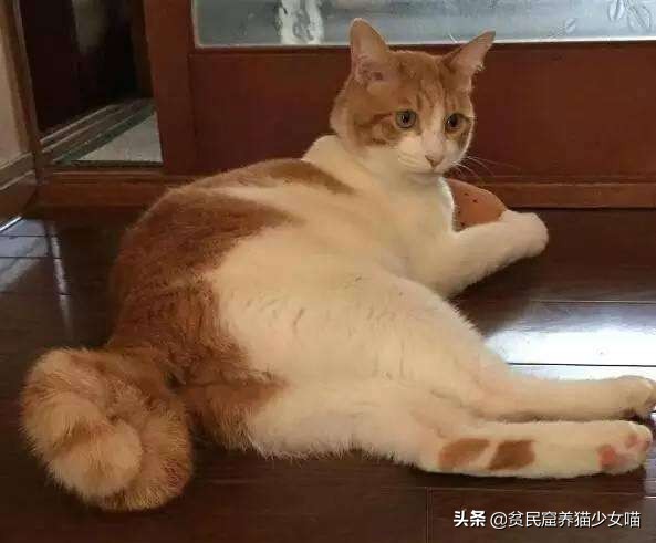 拽猫尾巴拉稀多久能好,拉猫尾巴会导致拉稀吗