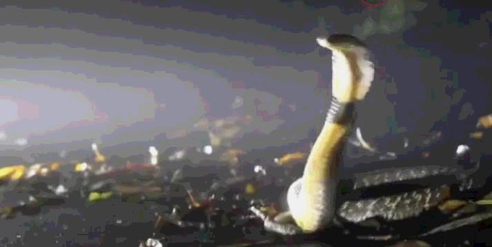 湖南一男子上厕所遇剧毒眼镜蛇,一男子在枕头下发现五步蛇