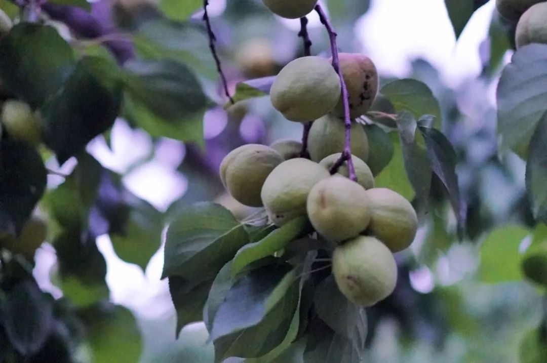 桃源溪谷哪里好玩,桃源溪谷一日游