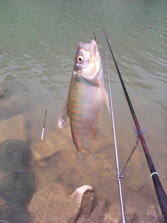 马口鱼用什么钓最好,钓友们钓过最大的翘嘴