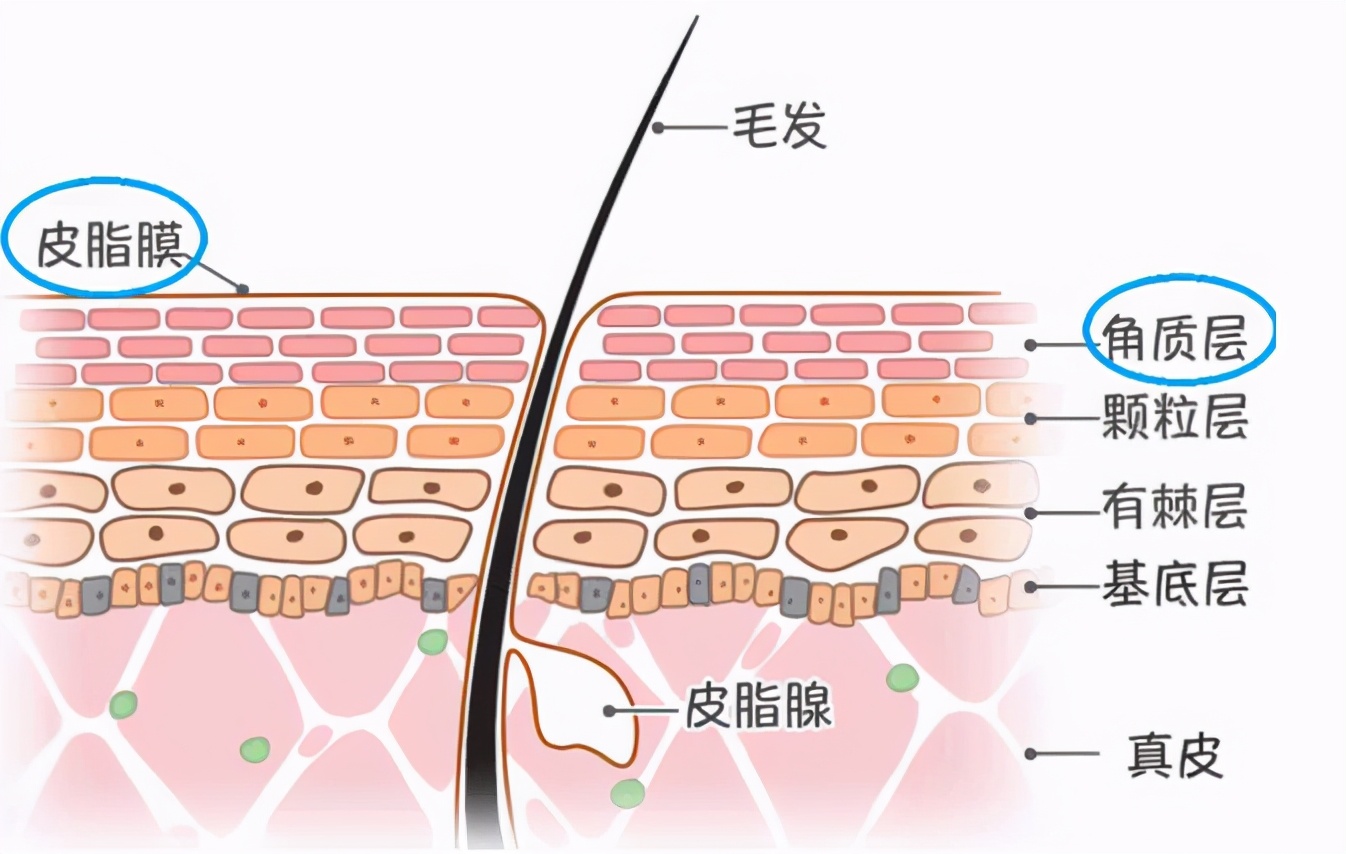 果酸换肤是什么,果酸换肤能祛疤痕的原理