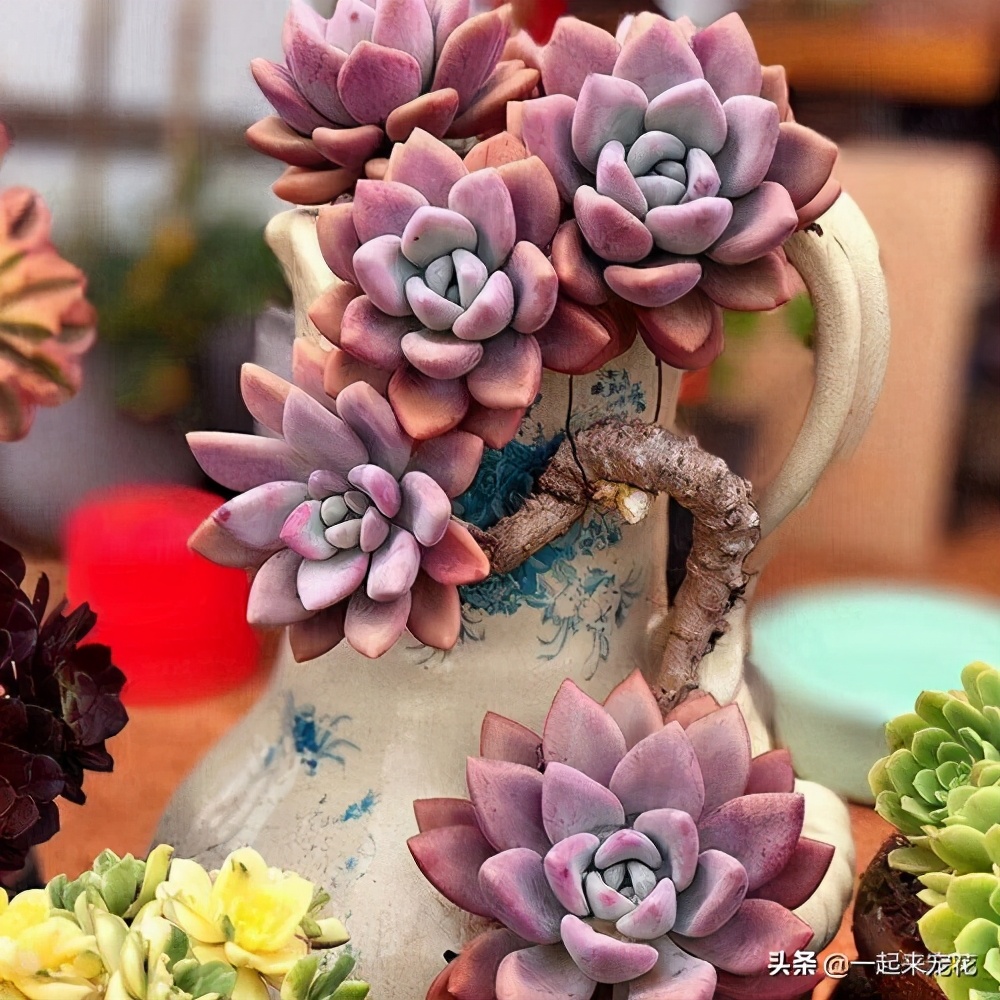 多肉法师一根老桩怎么样砍头,法师多肉老桩可以砍头吗