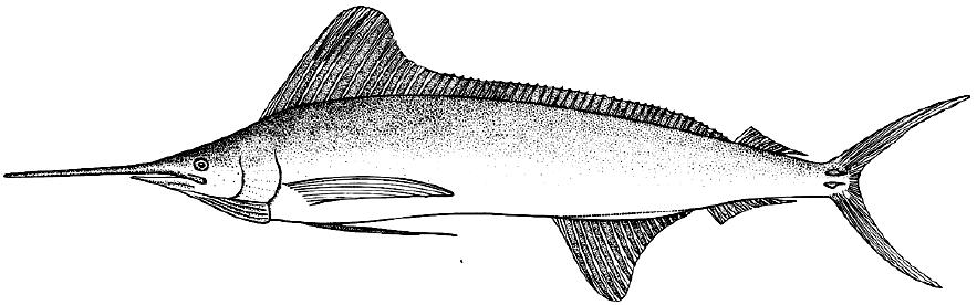 海洋中的剑鱼和旗鱼,海洋中速度最快的剑鱼