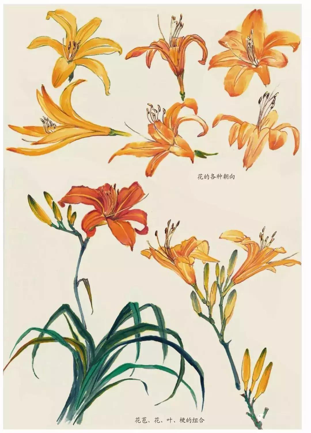 国画团扇花卉画法,国画中常见花卉的画法