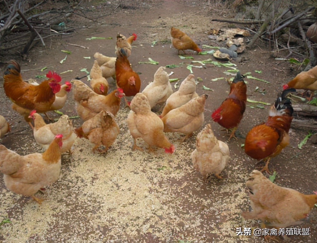 一只真正的散养土鸡需要的成本,散养土鸡的8大秘密