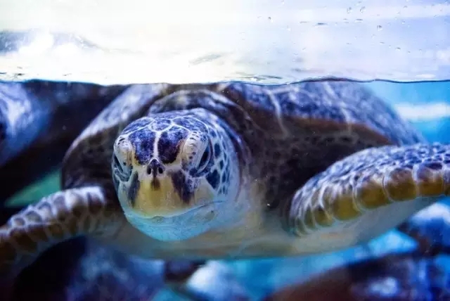 烟台海昌鲸鲨馆,烟台海昌鲸鲨馆表演