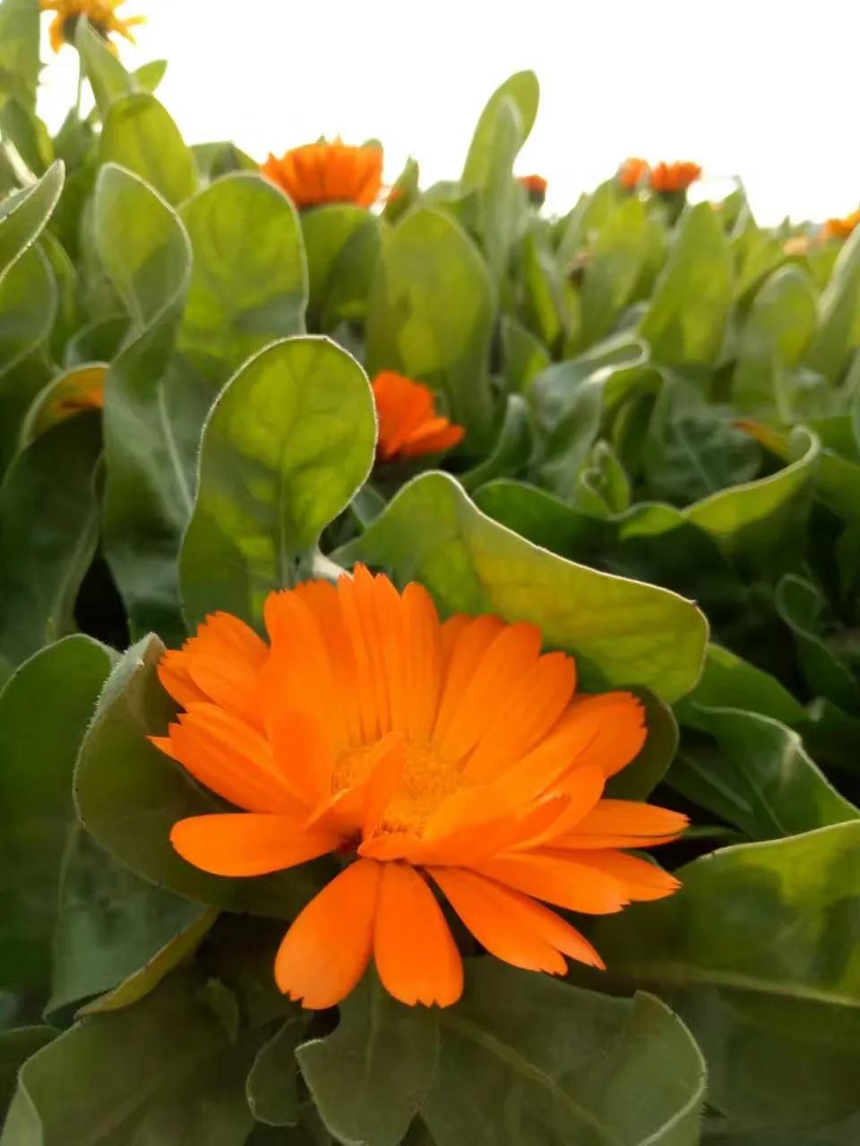 一片花怎么拍出花海的感觉,该怎么拍出花海的感觉好看