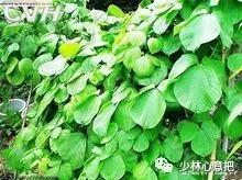 中药图片大全名称,中药图片大全带药名高清