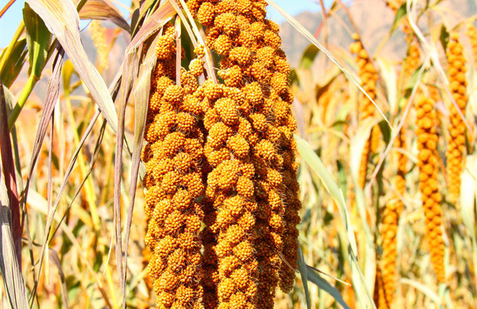 谷子的种植方法与技术,谷子种植掌握的技术有哪些