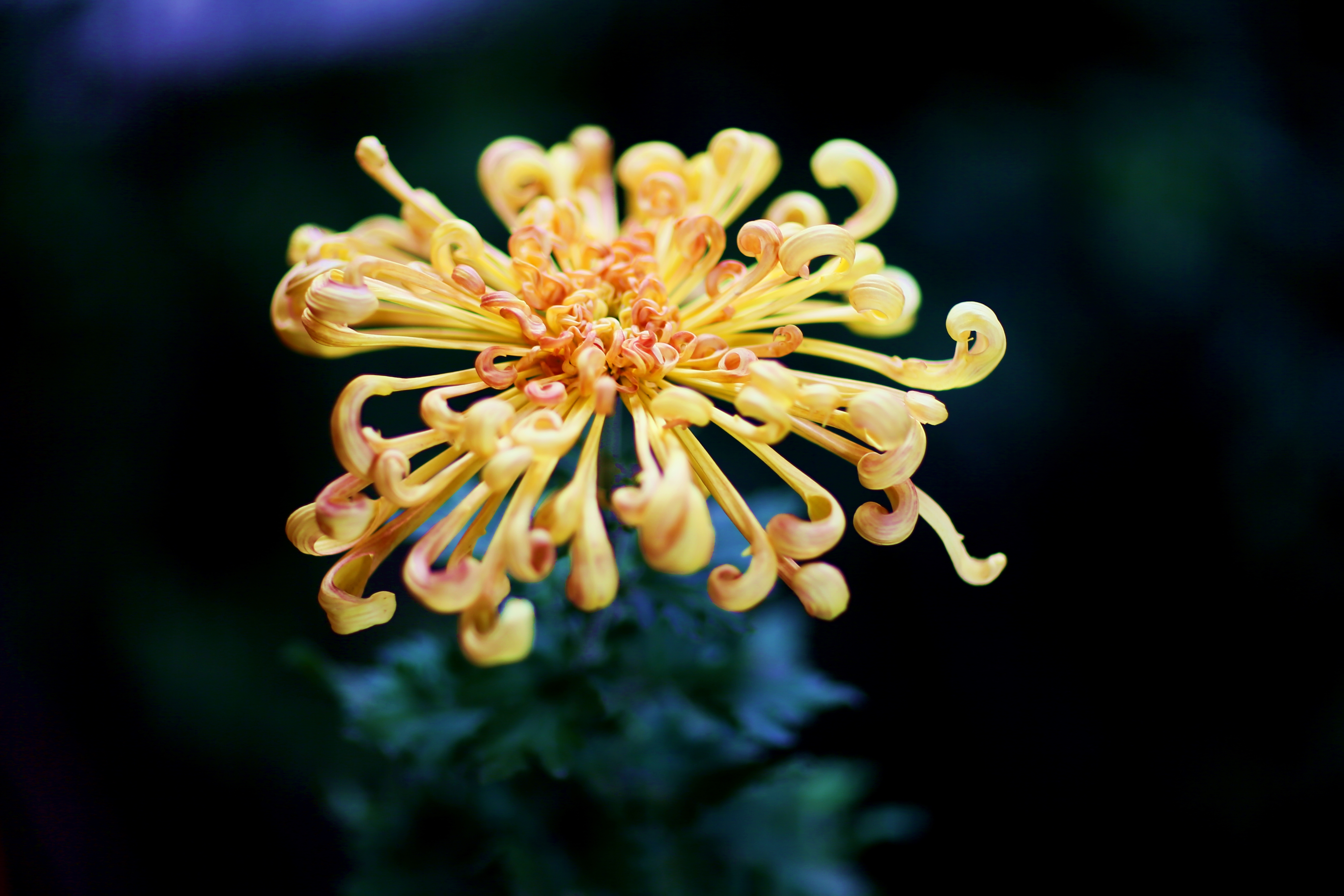 带你看开封清明上河园的菊花展,开封第41届菊花文化节清明上河园