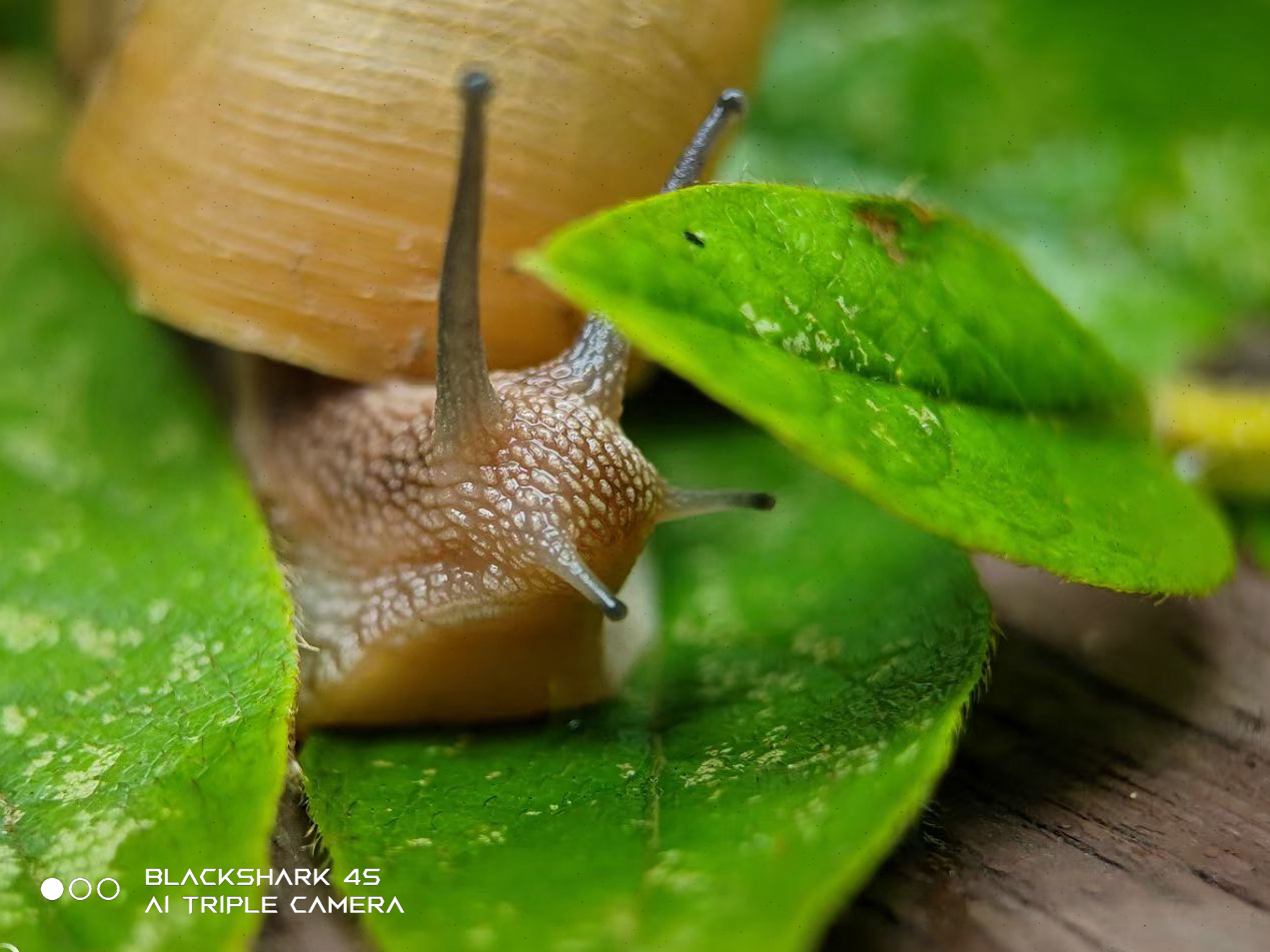 黑鲨4s4800万像素,黑鲨手机4s跑分