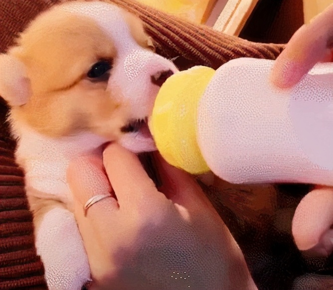 wildfieldhealth多喝水真的好吗,wildfieldhealth蛋白粉什么档次