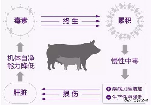 母猪身上有铜锈斑和泪斑用什么药,母猪有泪斑如何治疗