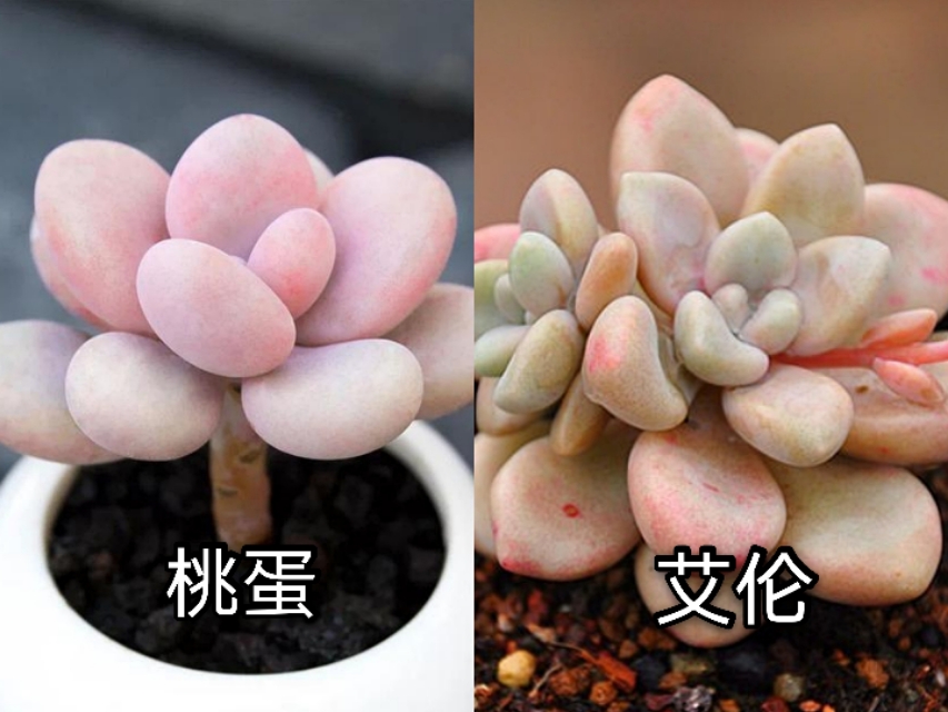 让人脸盲容易混淆的多肉品种10组，这些你都能分得清楚吗？