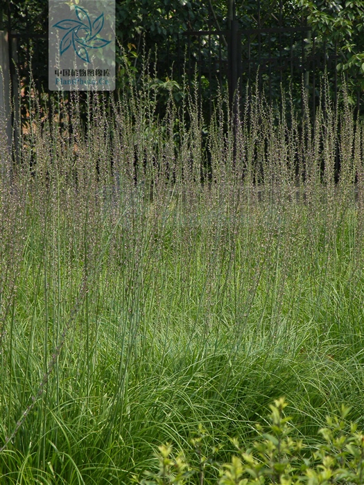 藁本神农本草经,神农本草经葛根原文