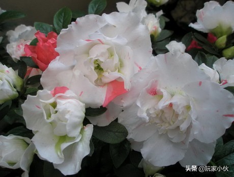 映山红嫁接的杜鹃怎么养护,映山红嫁接杜鹃多久长芽