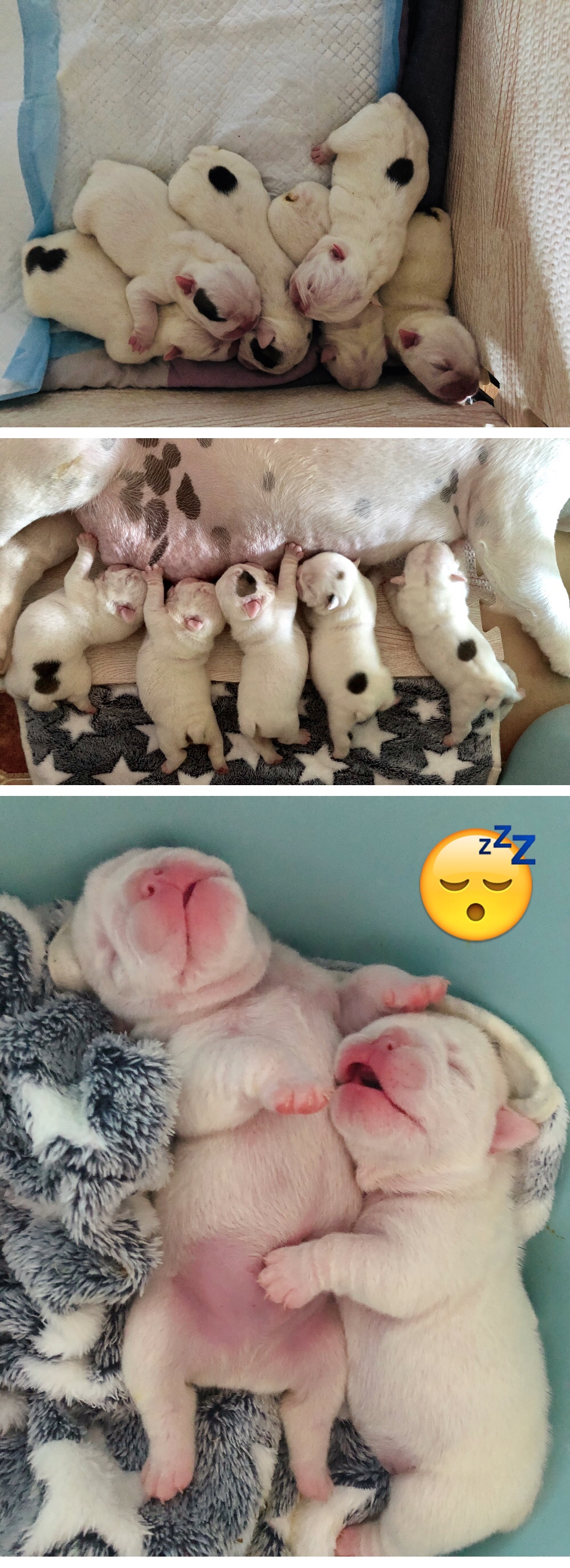 英牛怀孕成功率,英牛孕期多少天