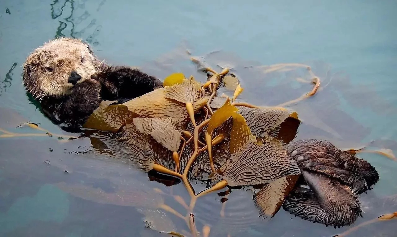 海獭吃海胆其实是在拯救海洋,海獭吃海胆和贝类