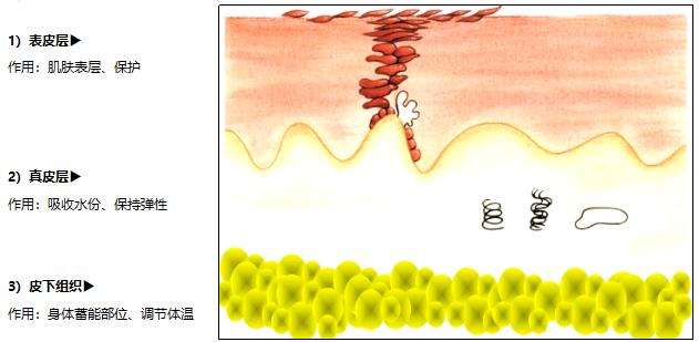 你真的了解肌肤吗,你真的懂肌肤吗