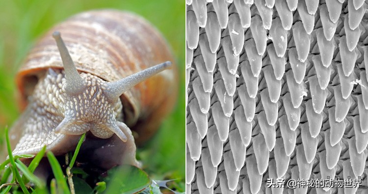 蜗牛是不是世界上牙齿最多的动物,蜗牛为什么被称为牙齿最多的动物