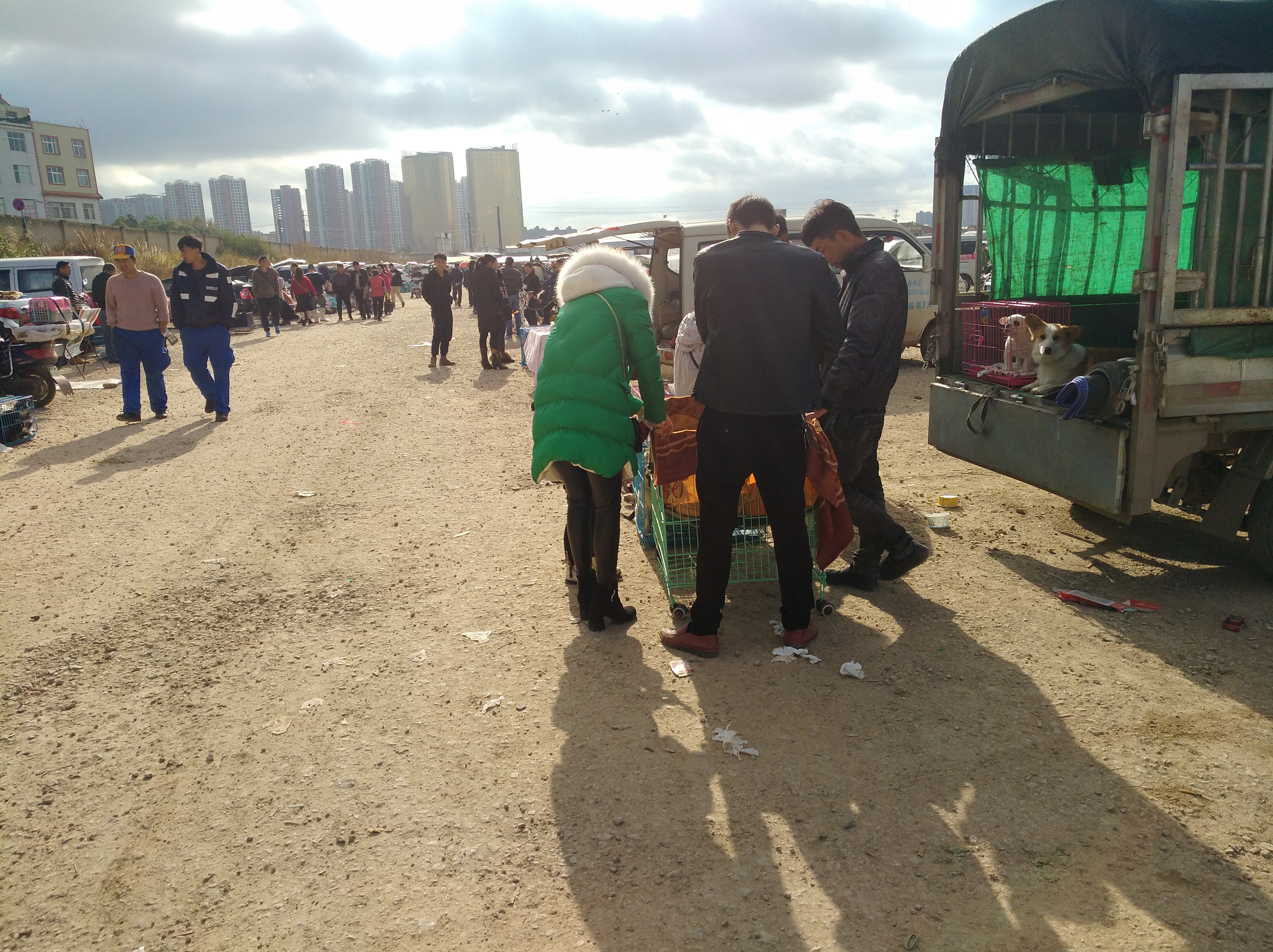 广东本土沙皮狗幼犬出售,沙皮狗幼犬出售同城