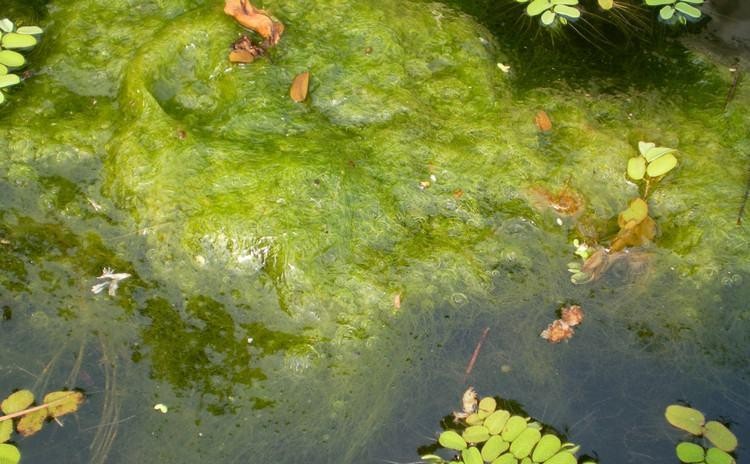 衰老的皮肤从缺水开始,干涸的水塘