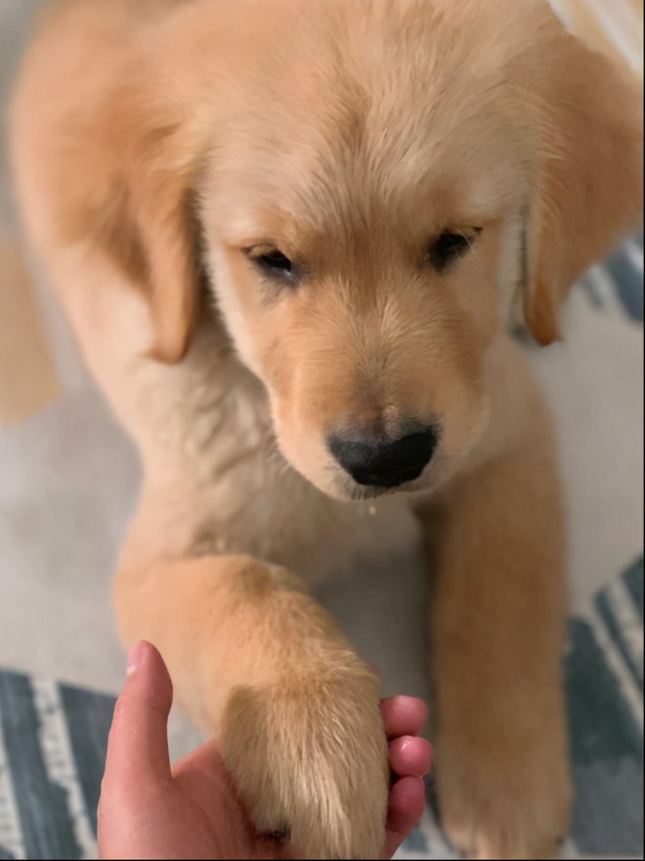 狗狗扑到主人身上各种撒娇,狗狗求救信号有惊无险