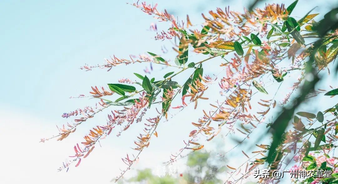 可以泡茶的冷门中药材,中草药泡茶系列有哪些