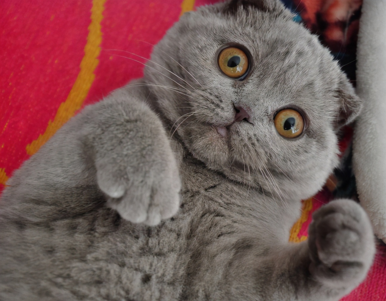 国产最安全的猫粮,国产放心的猫粮品牌