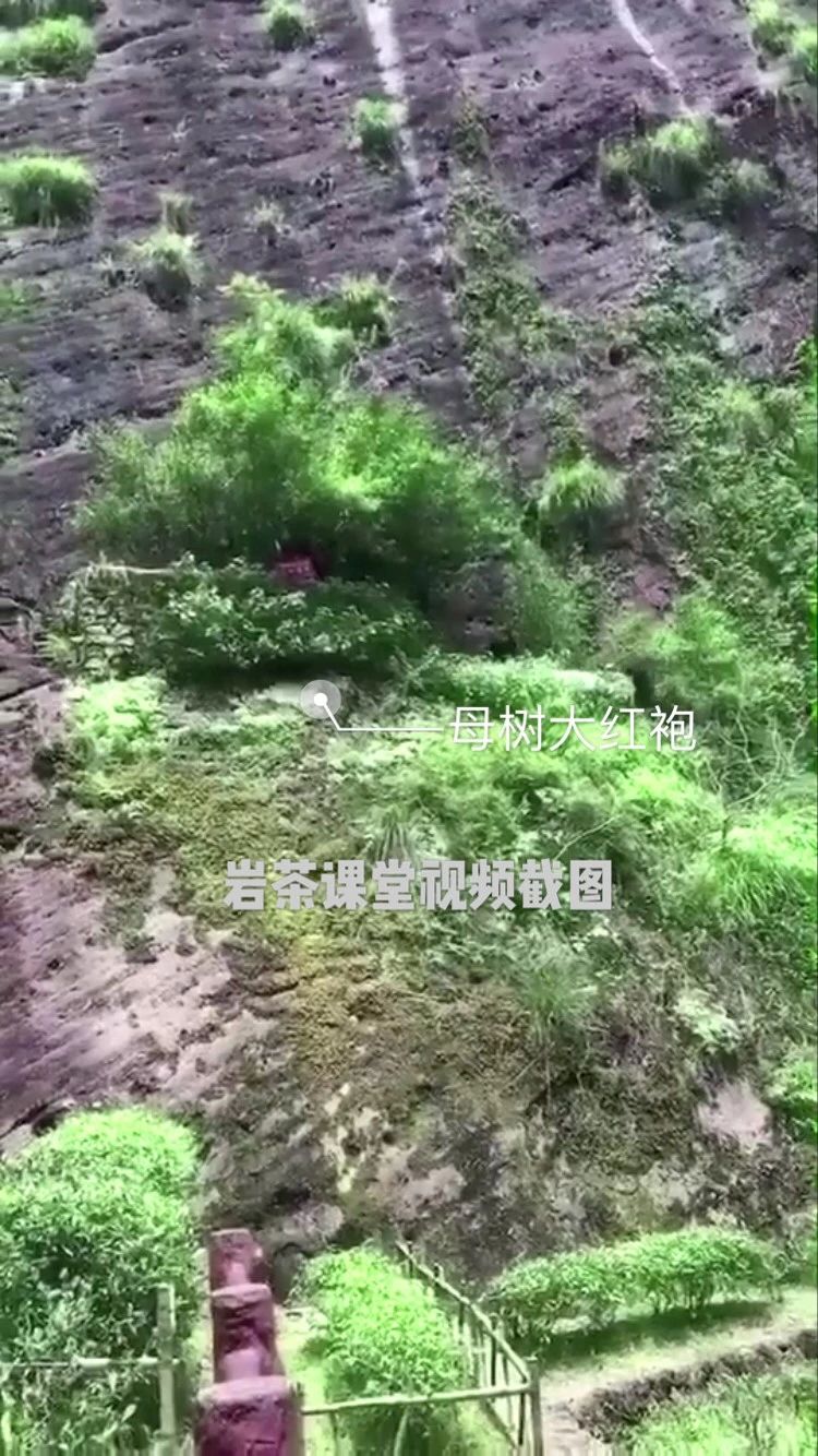 武夷岩茶大红袍茶叶如何冲泡,武夷岩茶大红袍的正确冲泡方法