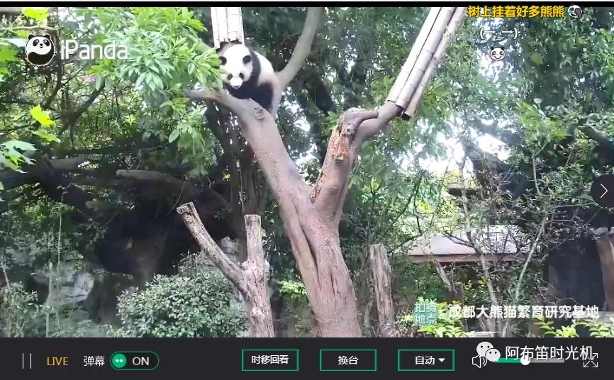 国内可以看熊猫吗,看熊猫要到哪里看