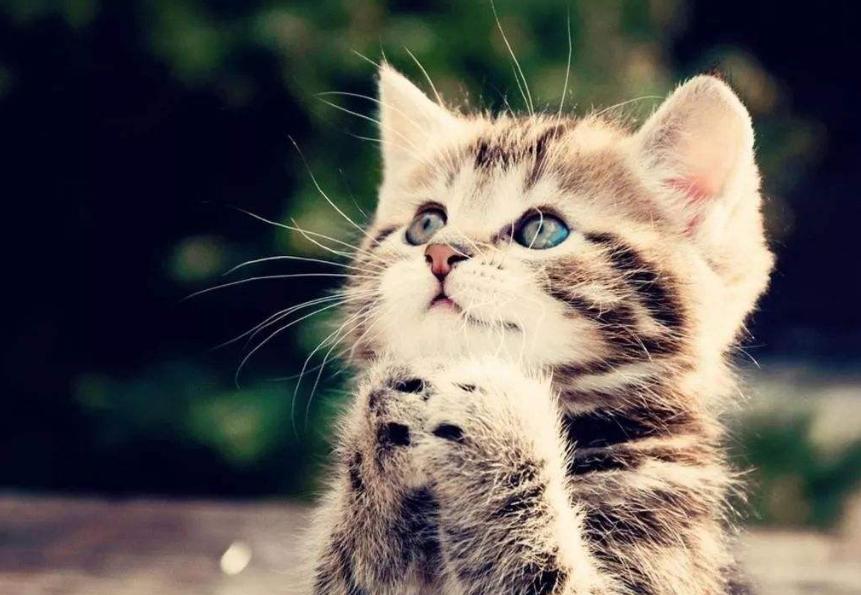 猫咪发情期怎么办？铲屎官们可以这样解决，快来看看吧