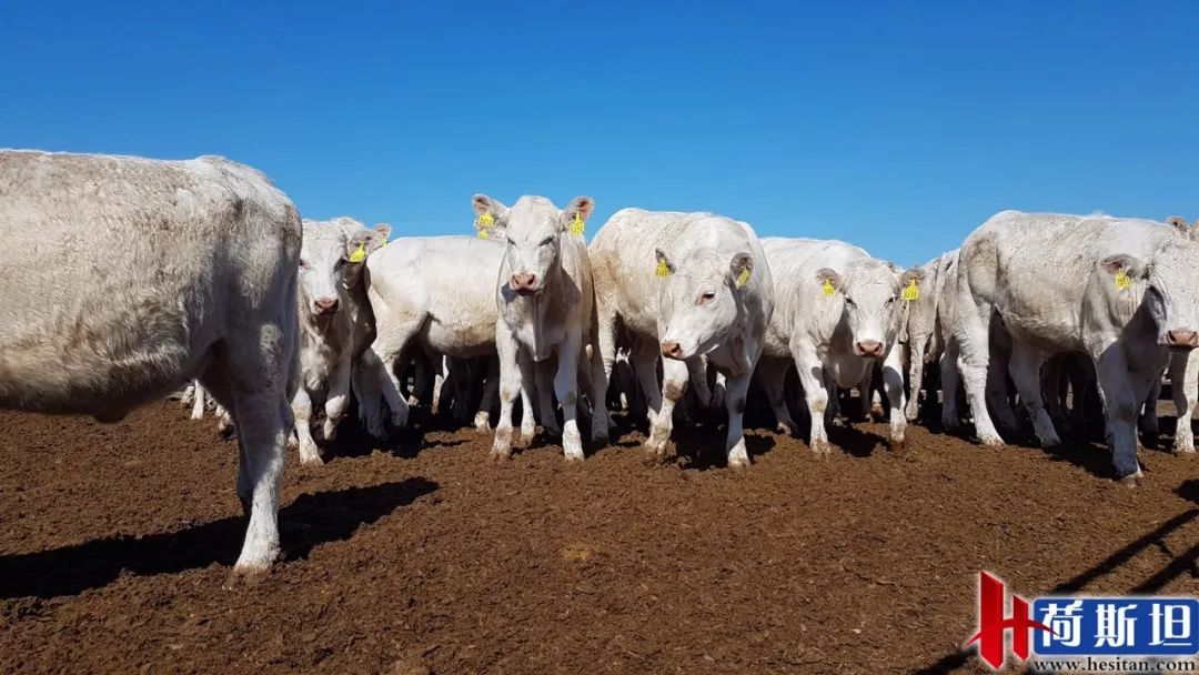 6000多头“澳妞”登陆京唐港中澳贸易即将零关税安格斯关税直降2%